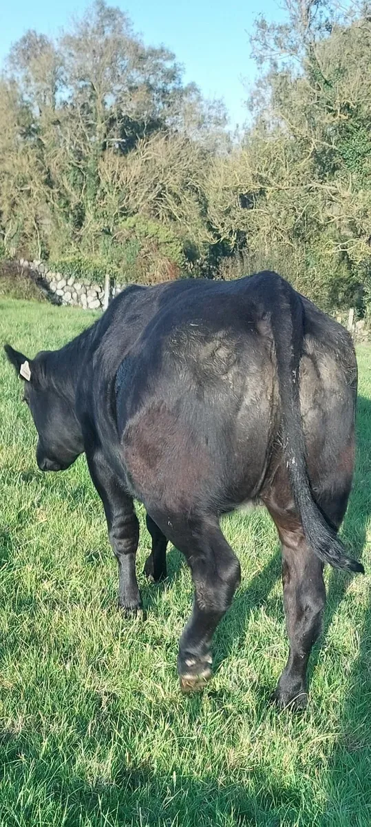 🌟Five Star BBX Heifer🌟 - Image 2