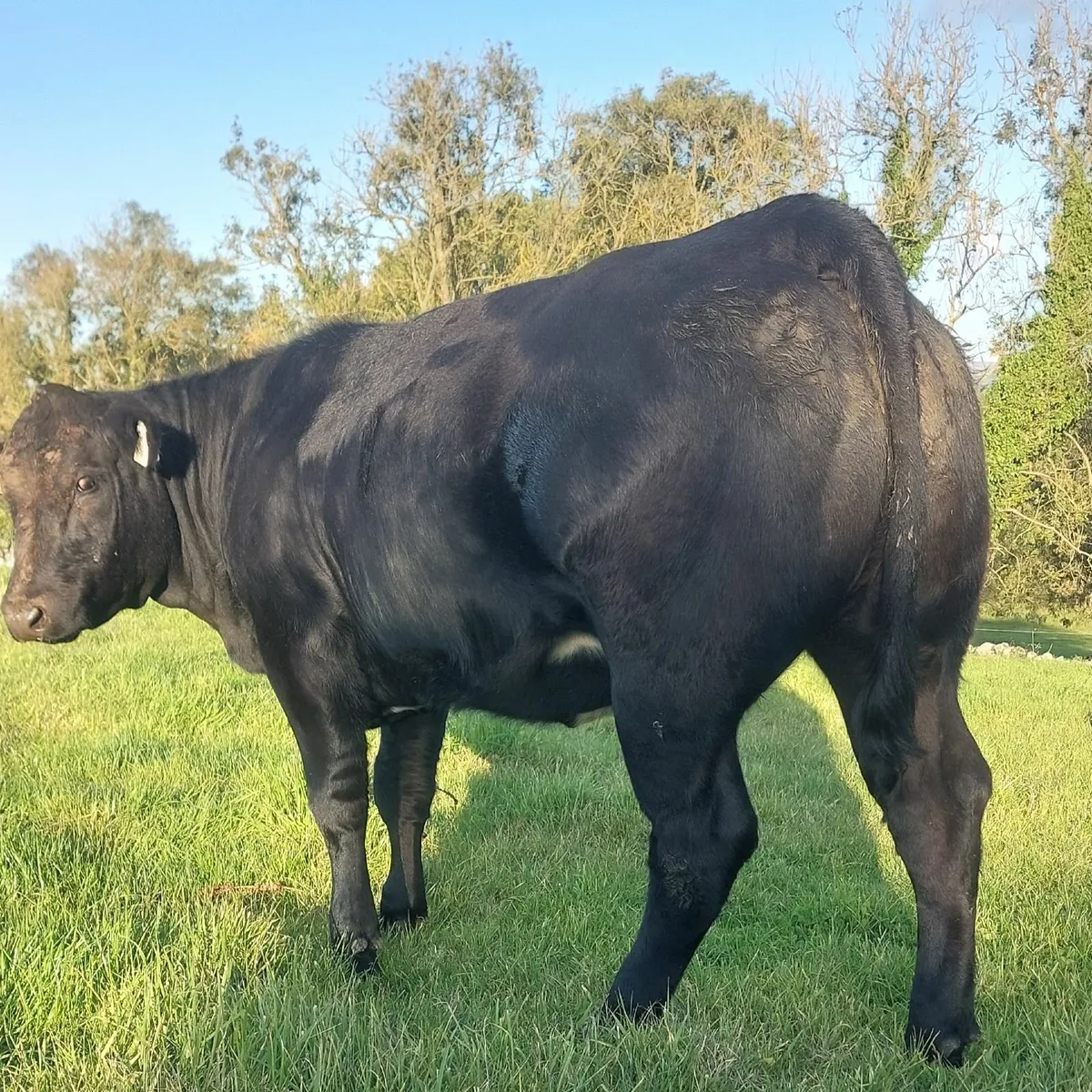 🌟Five Star BBX Heifer🌟 - Image 3