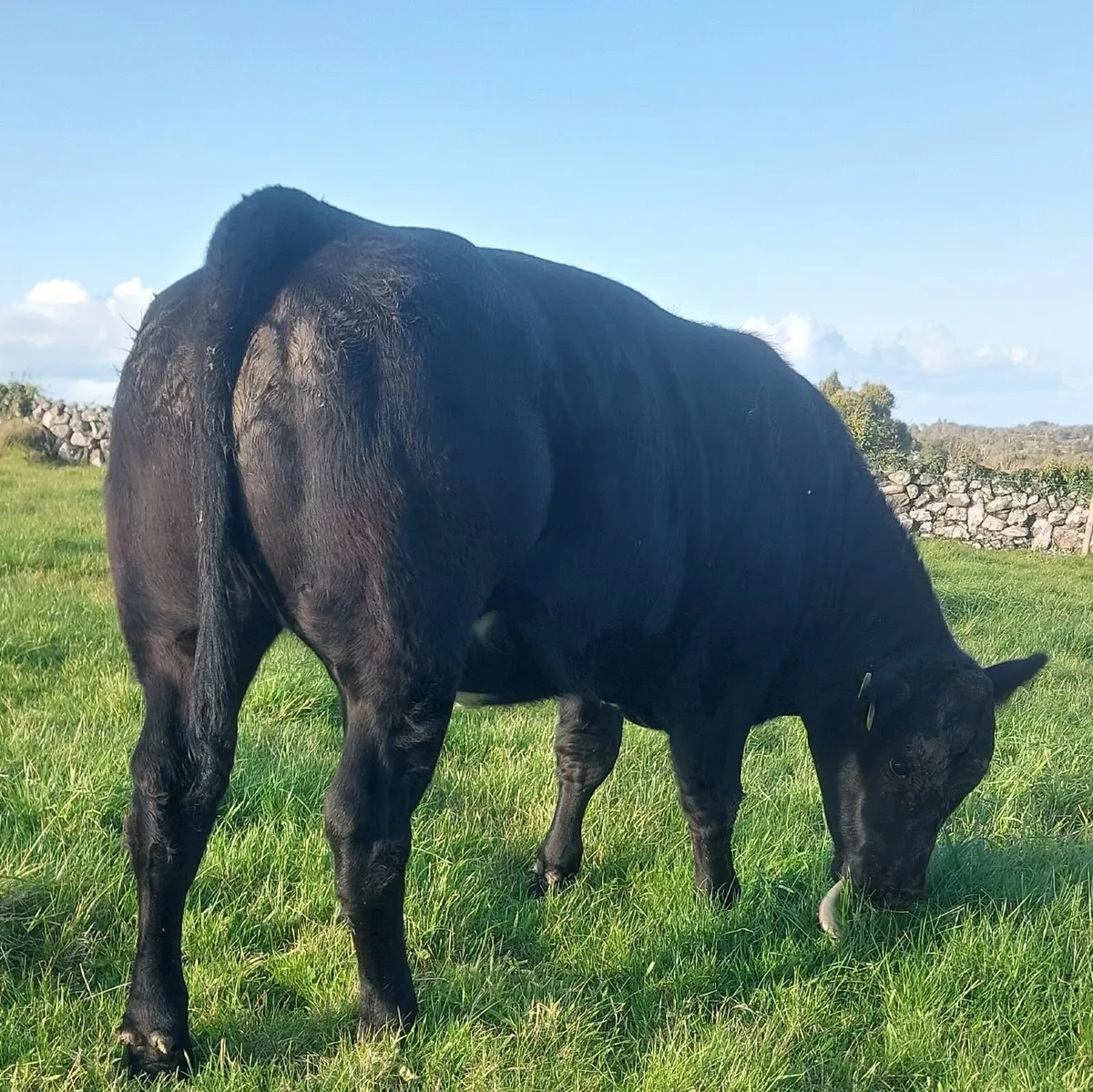 🌟Five Star BBX Heifer🌟 - Image 4
