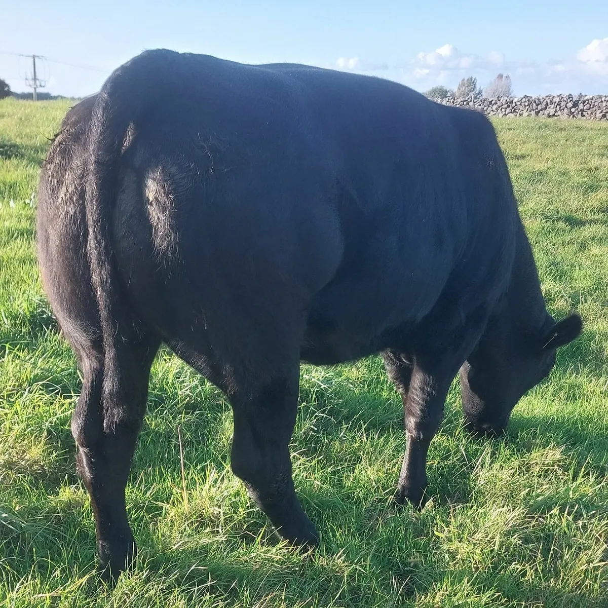 🌟Five Star BBX Heifer🌟 - Image 1