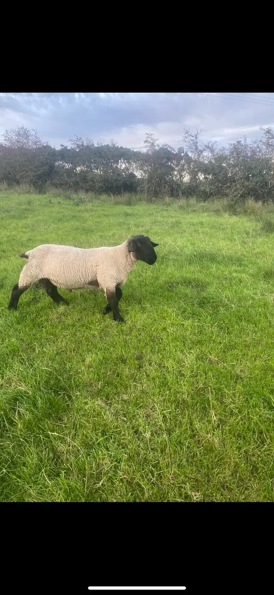 Suffolk and spotted Dutch shearling rams - Image 1