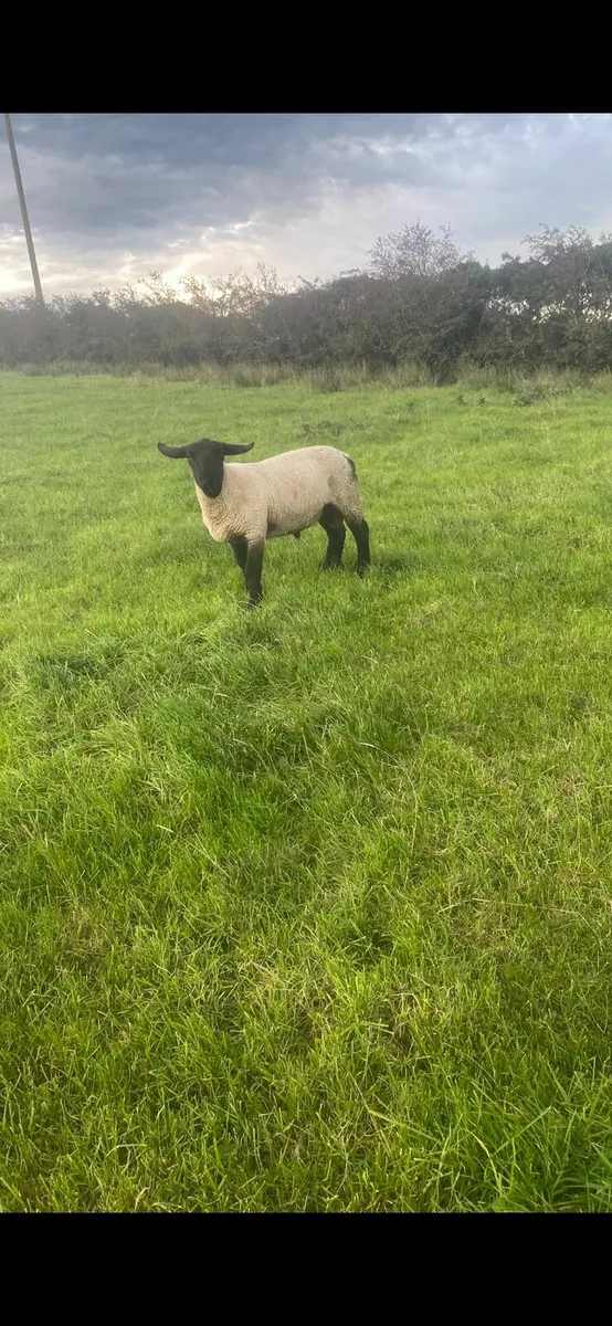 Suffolk and spotted Dutch shearling rams - Image 2
