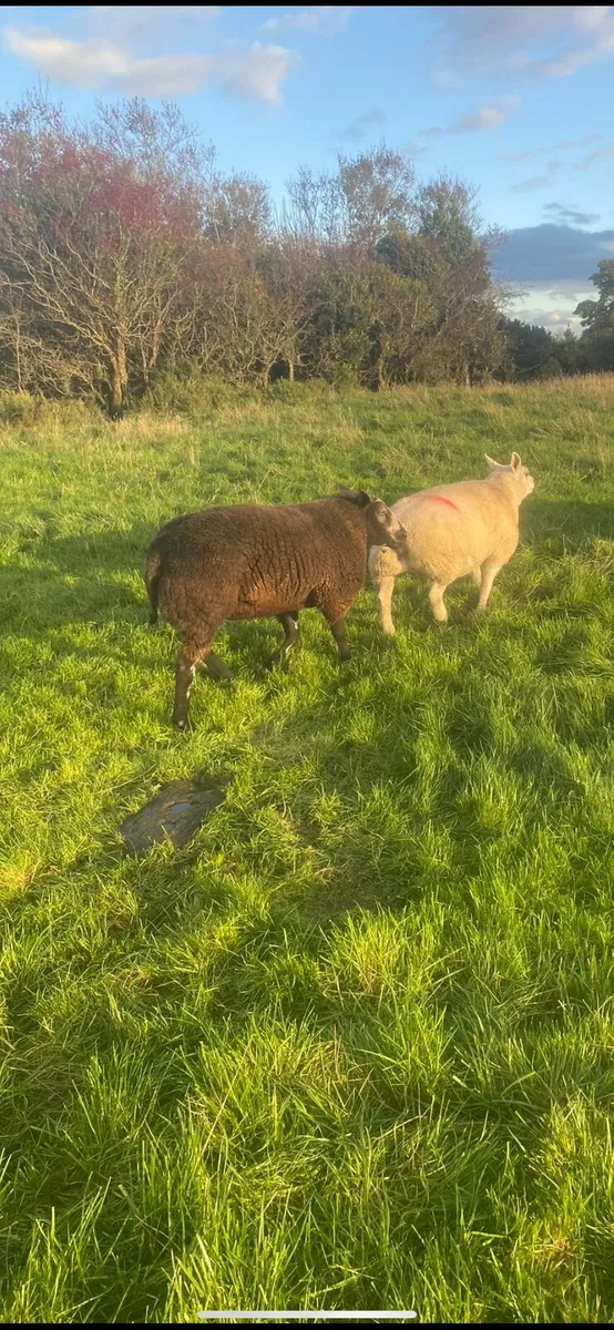Suffolk and spotted Dutch shearling rams - Image 3