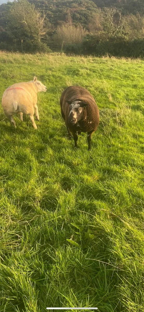 Suffolk and spotted Dutch shearling rams - Image 4
