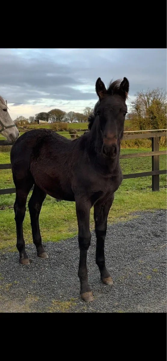 RID Filly foal - Image 1