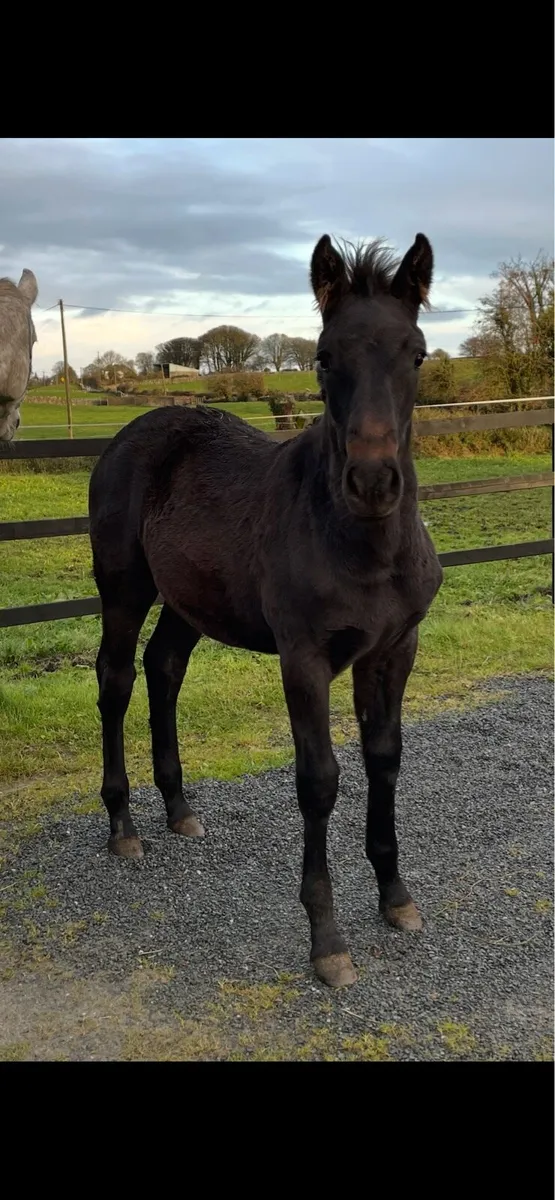 RID Filly foal - Image 2