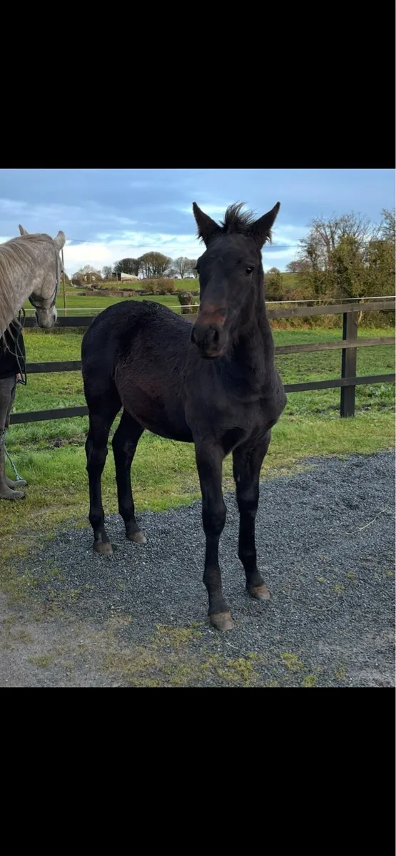 RID Filly foal - Image 3