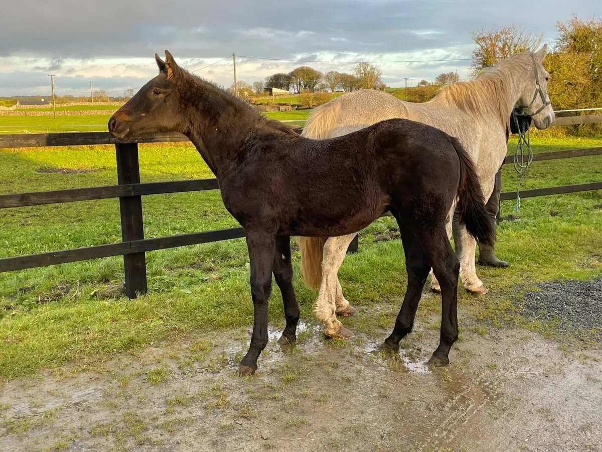 RID Filly foal - Image 4