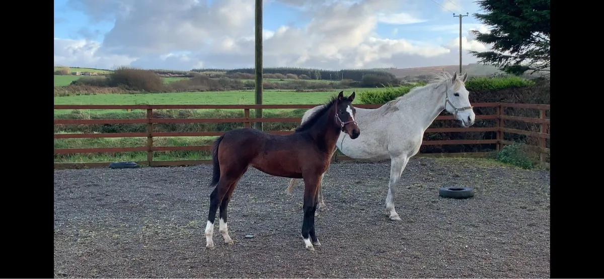 Lagan’s OBOS Filly Foal - Image 1