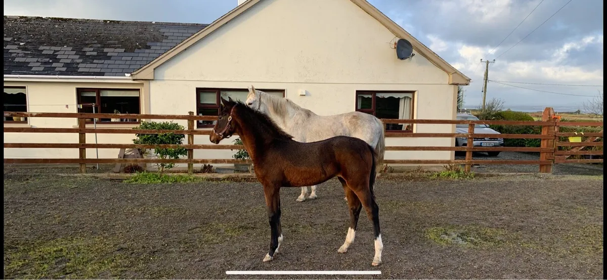 Lagan’s OBOS Filly Foal - Image 2