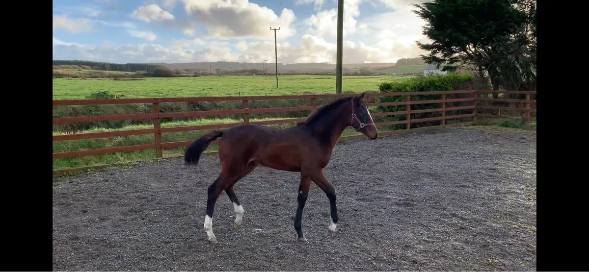 Lagan’s OBOS Filly Foal - Image 3