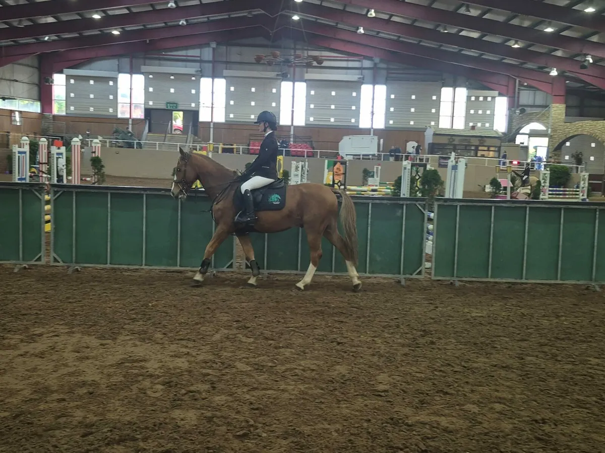 Absolute gem of a pony 🦄 - Image 4