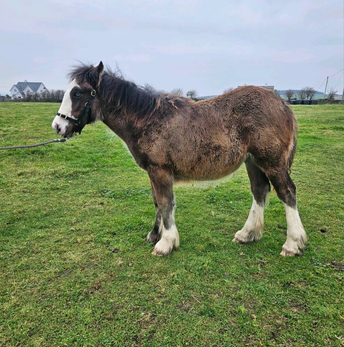 Filly foal - Image 1