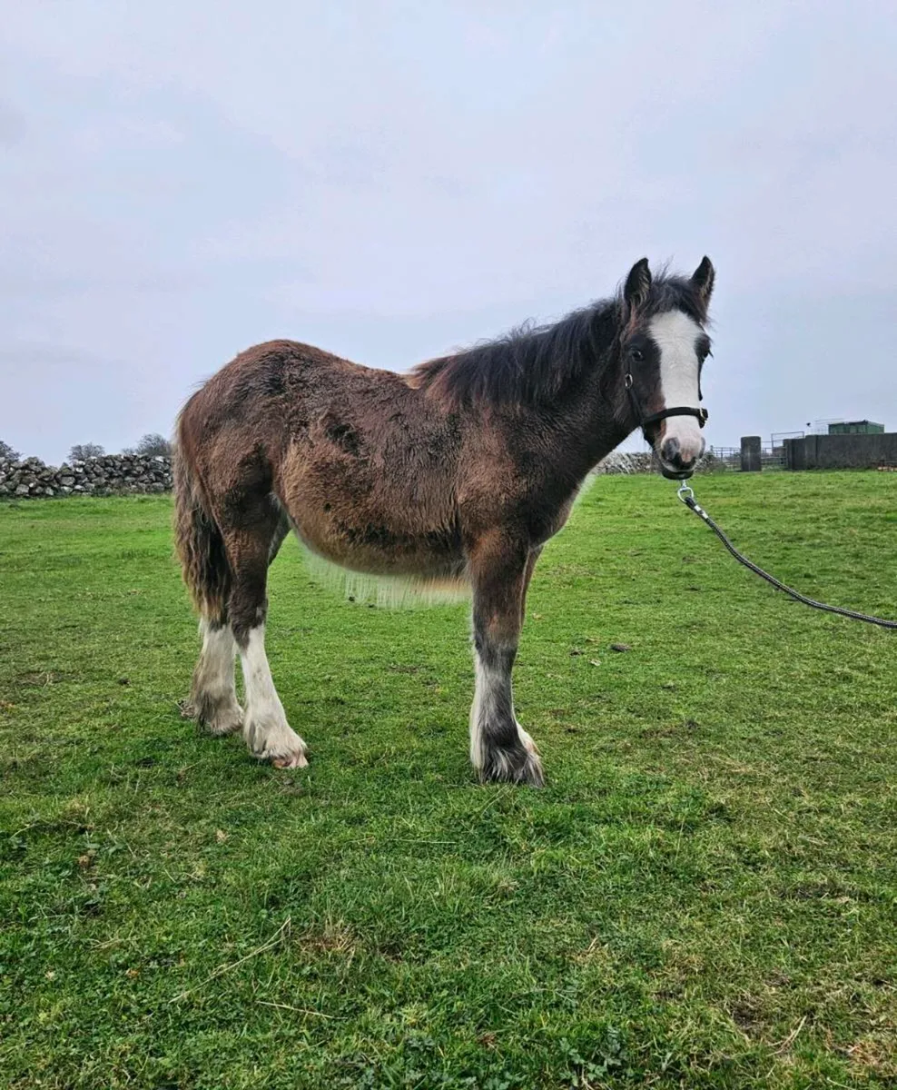 Filly foal - Image 2