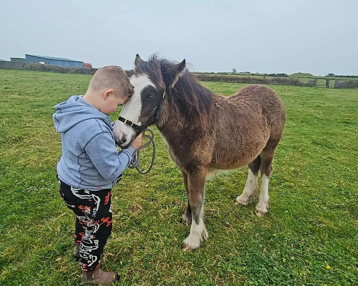 Filly foal - Image 3