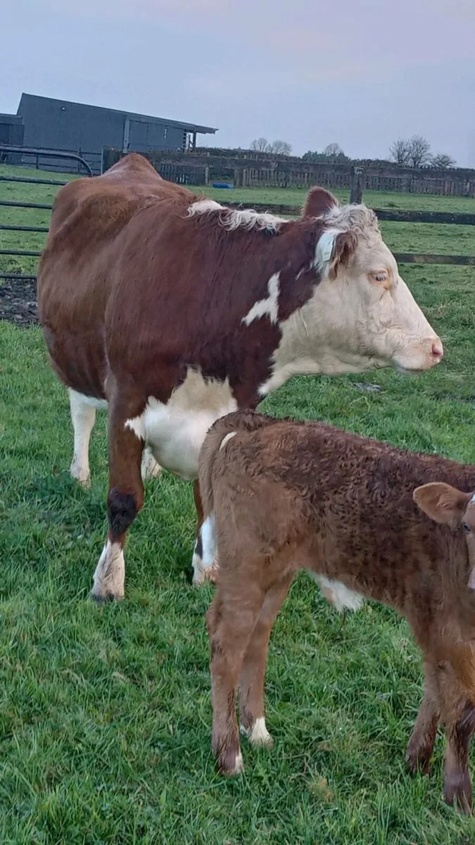 First calver - Image 2