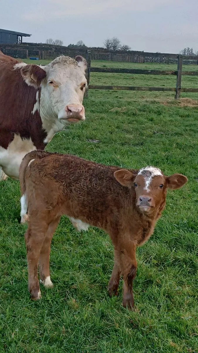 First calver - Image 3