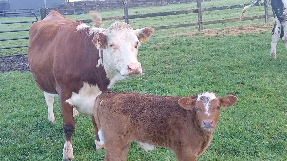 First calver - Image 1