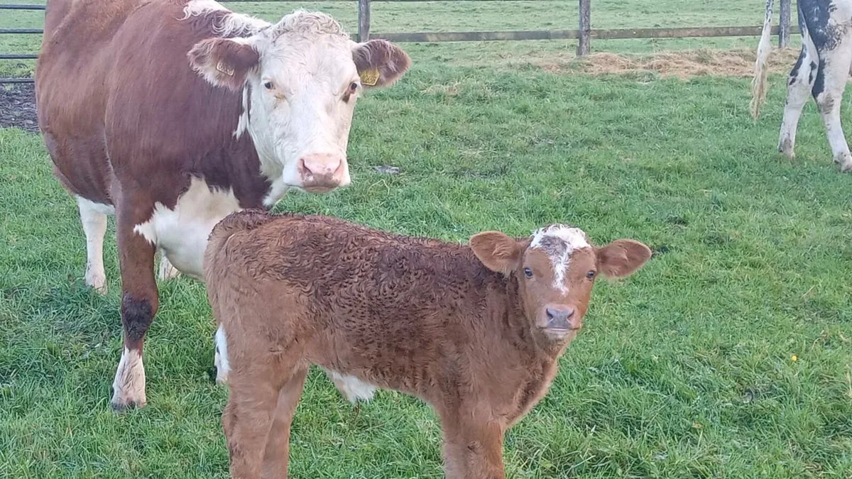 First calver - Image 4