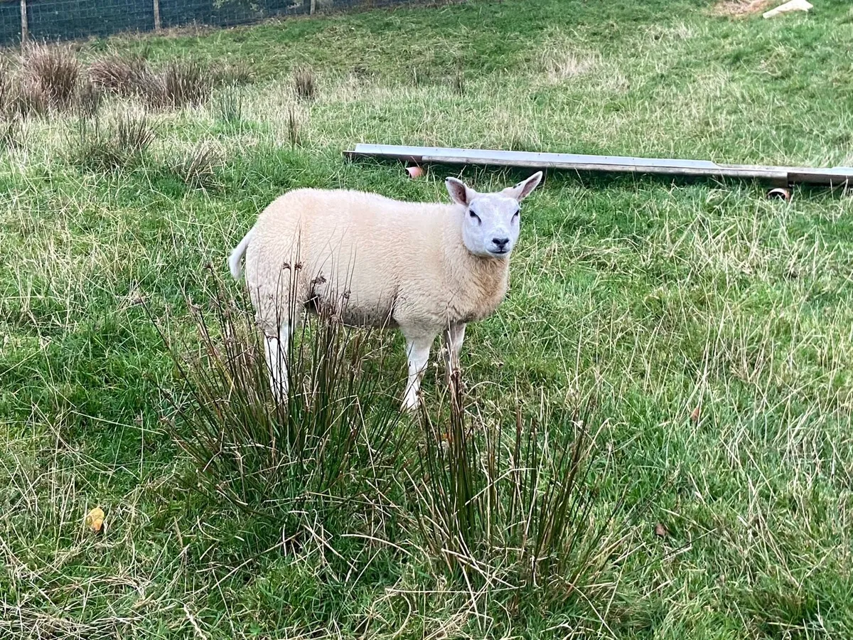 Sheep - Image 1