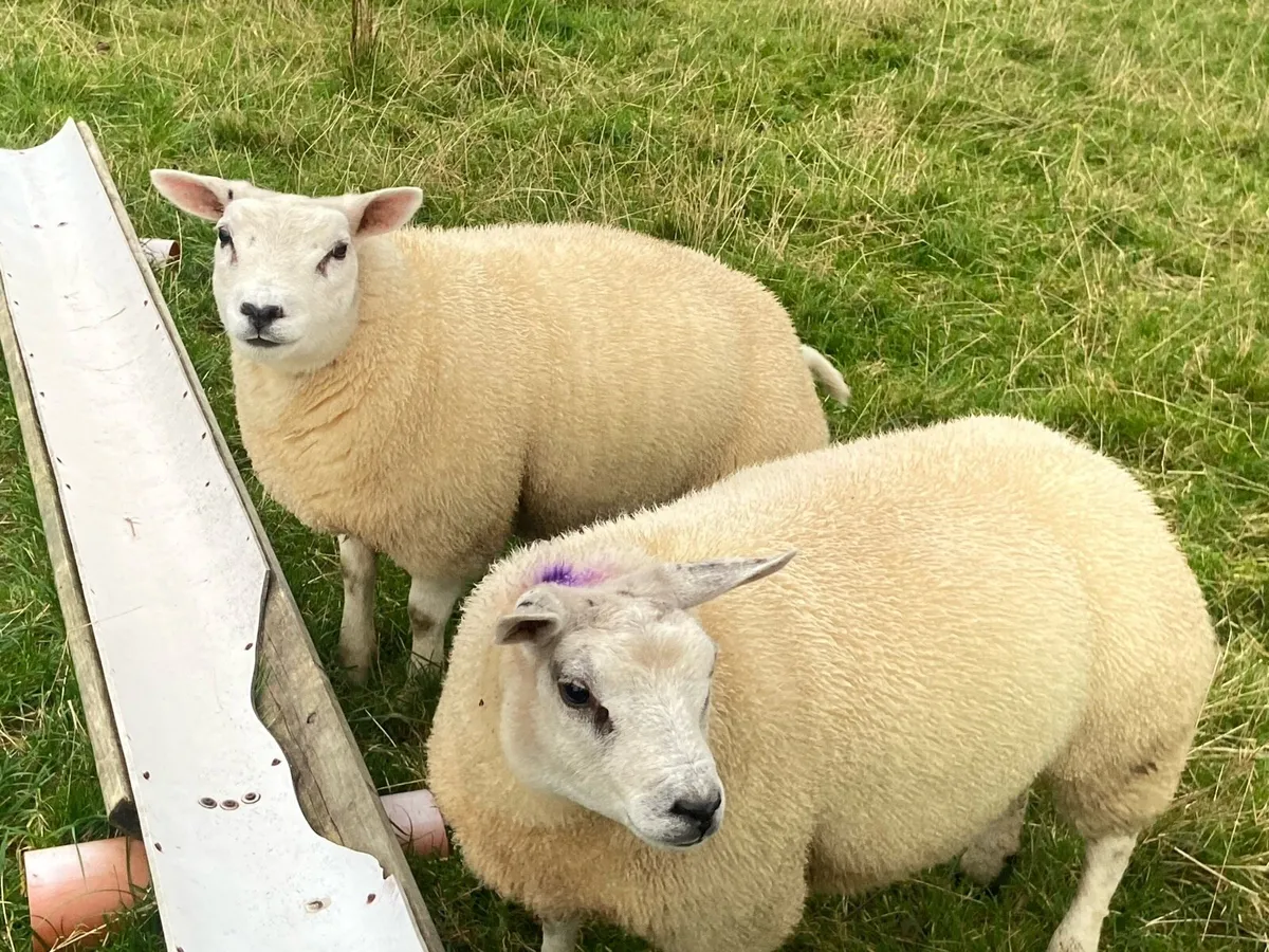 Sheep - Image 2