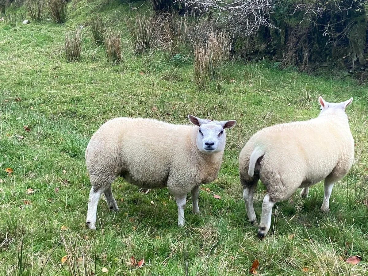 Sheep - Image 3