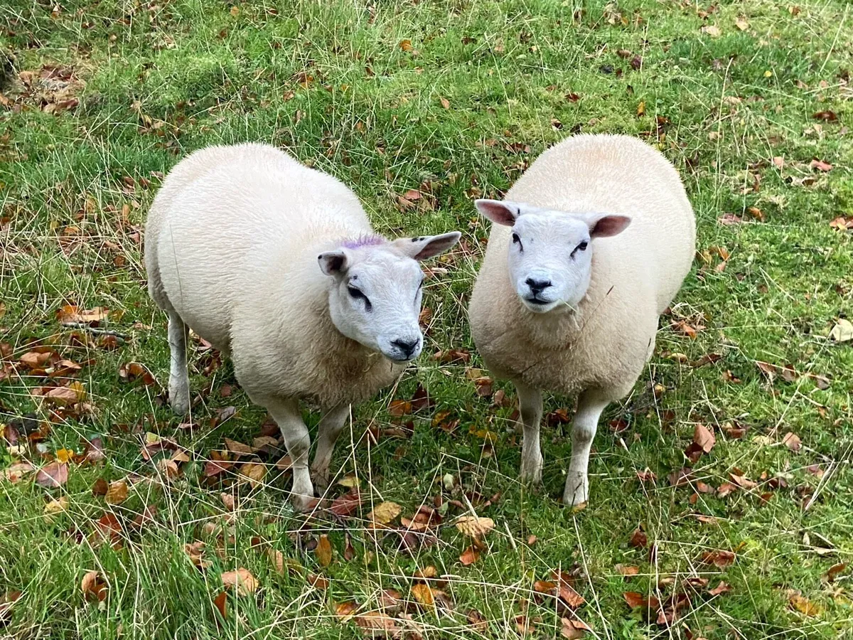 Sheep - Image 4