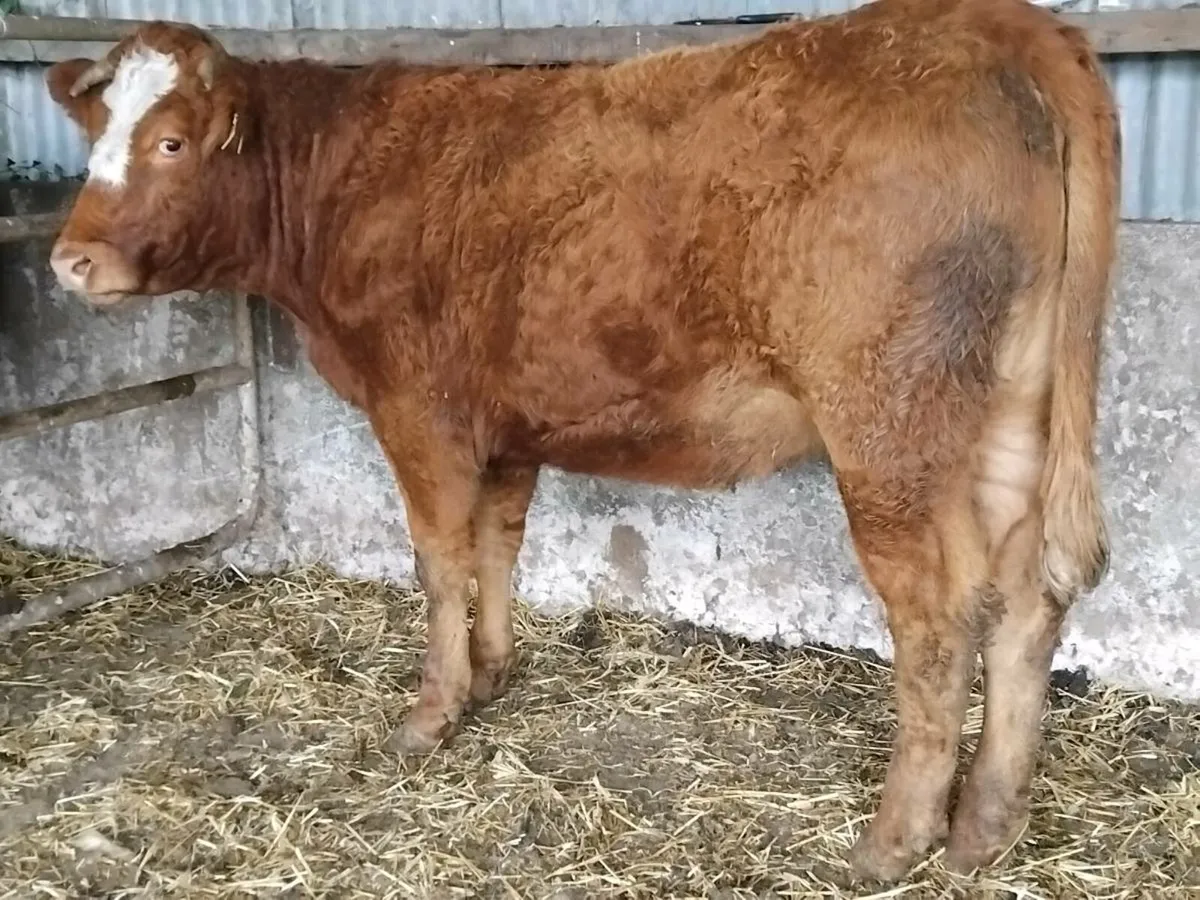 Limousin Breeding Heifer - Image 2