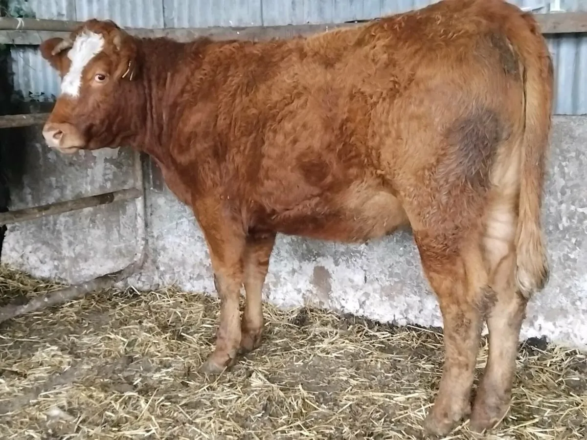 Limousin Breeding Heifer - Image 3