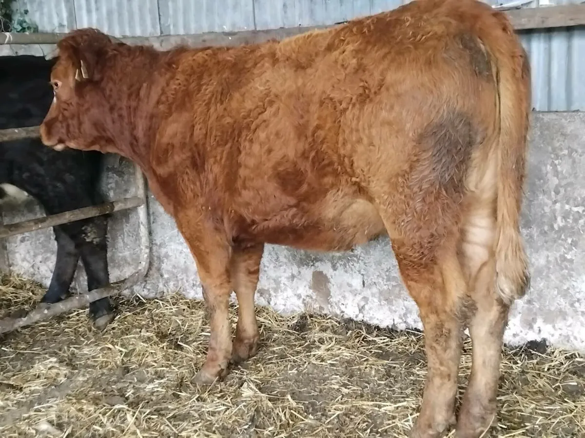 Limousin Breeding Heifer - Image 4