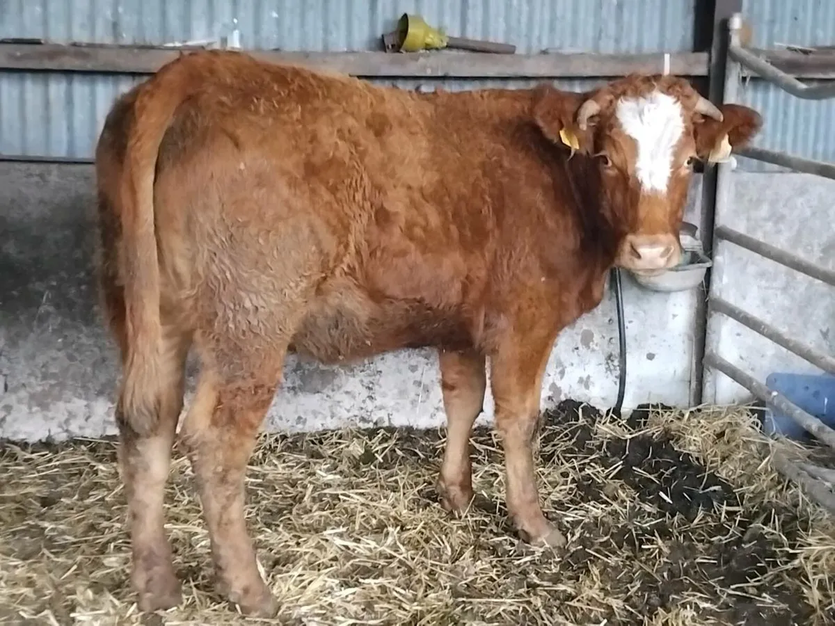 Limousin Breeding Heifer - Image 1