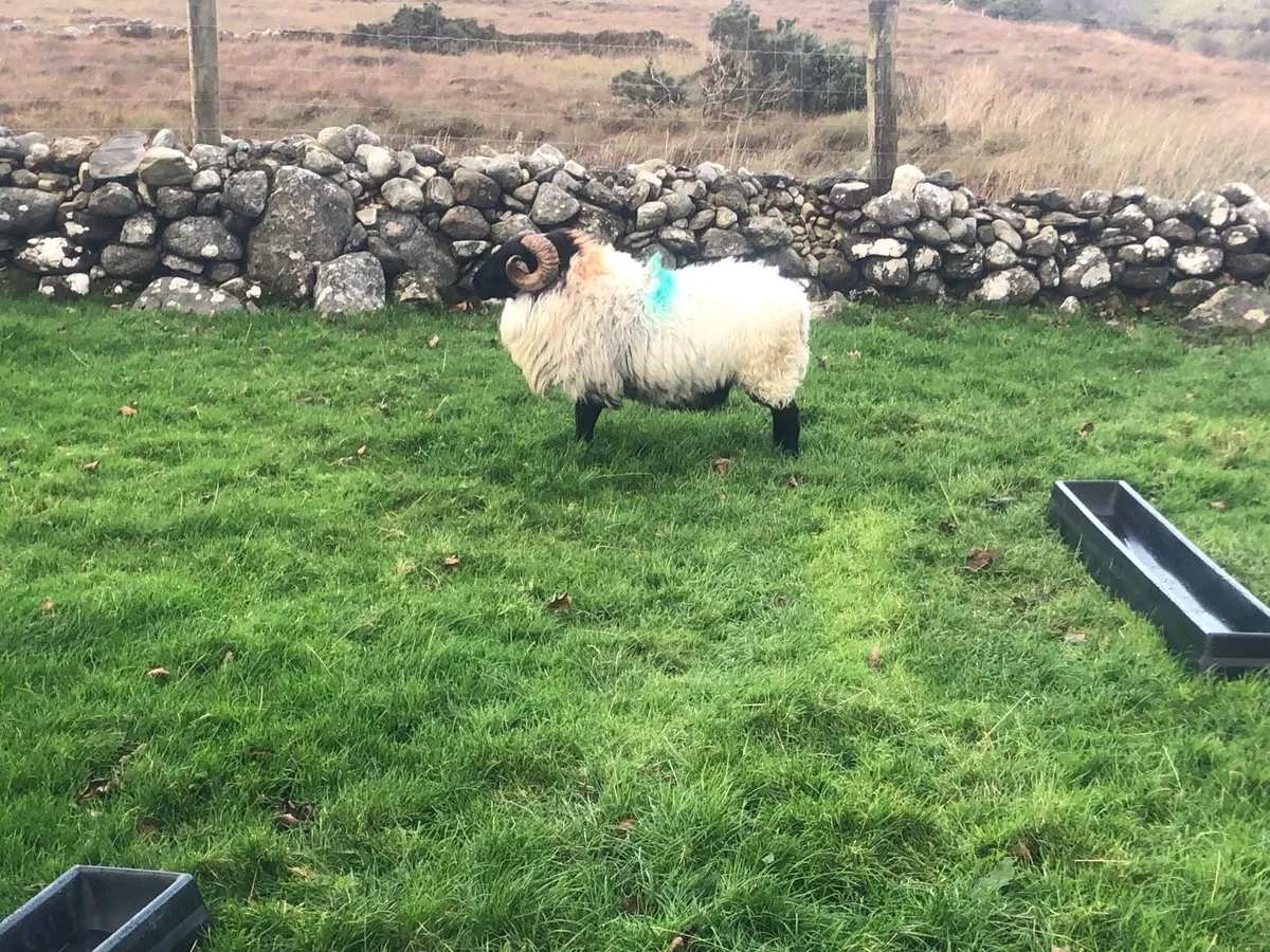 Mountain 3 year old ram - Image 1