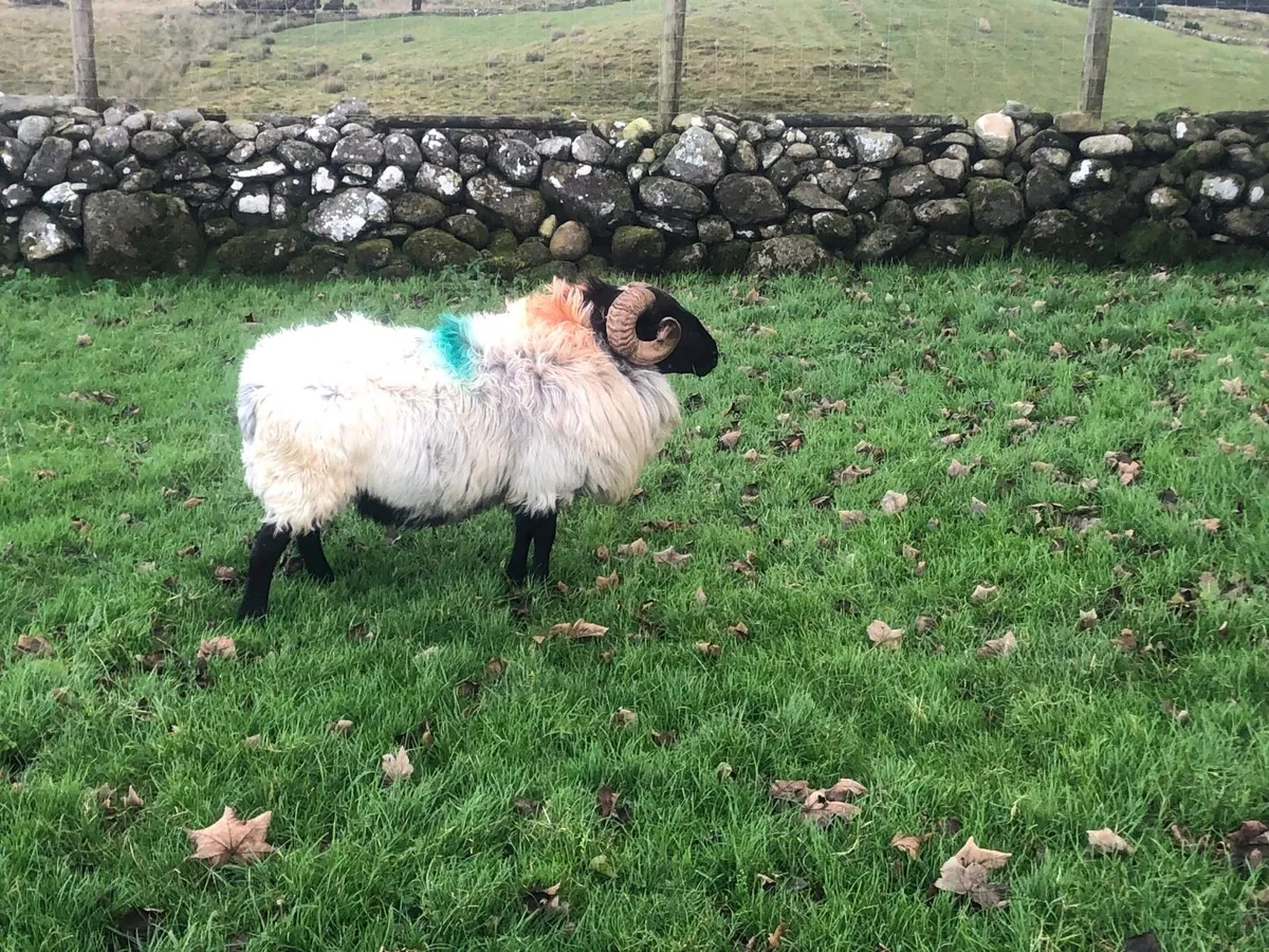 Mountain 3 year old ram - Image 2