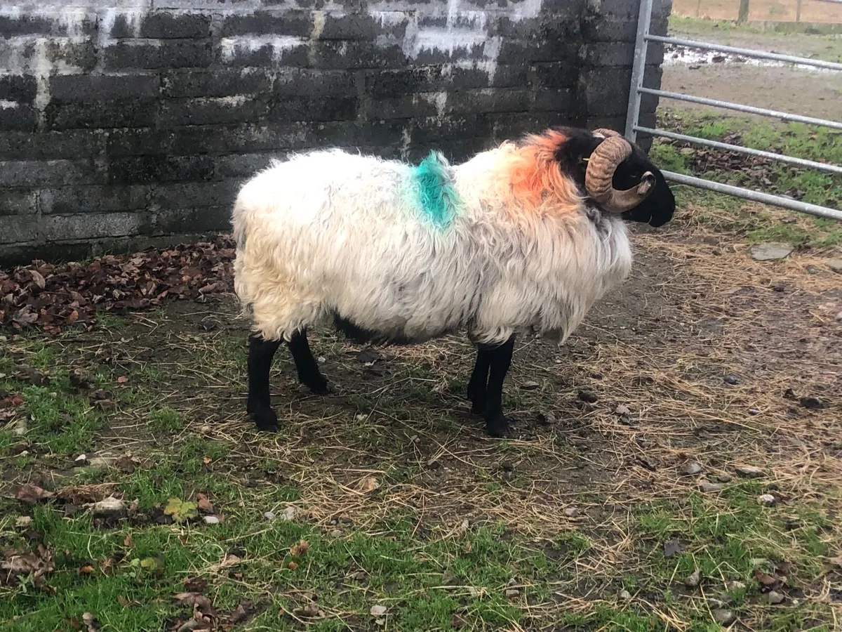 Mountain 3 year old ram - Image 3