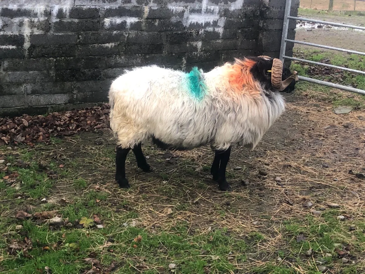 Mountain 3 year old ram - Image 4