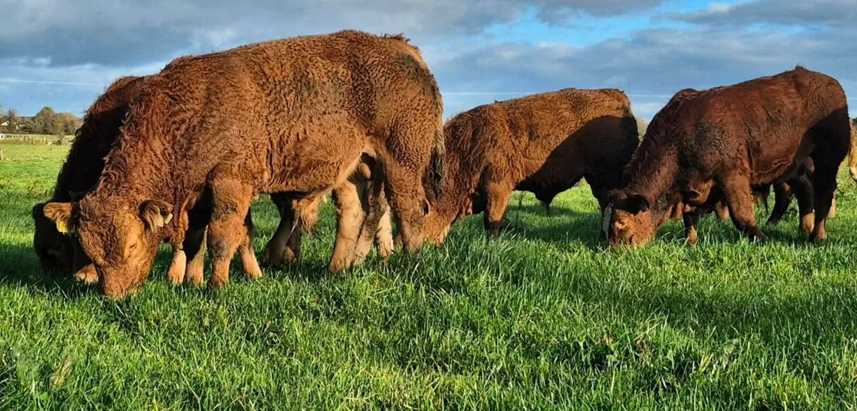Pbr Bull Weanlings Tuam Mart - Image 4