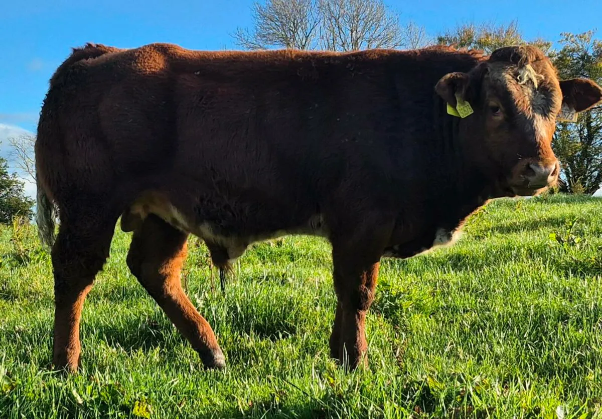 Pbr Bull Weanlings Tuam Mart - Image 2