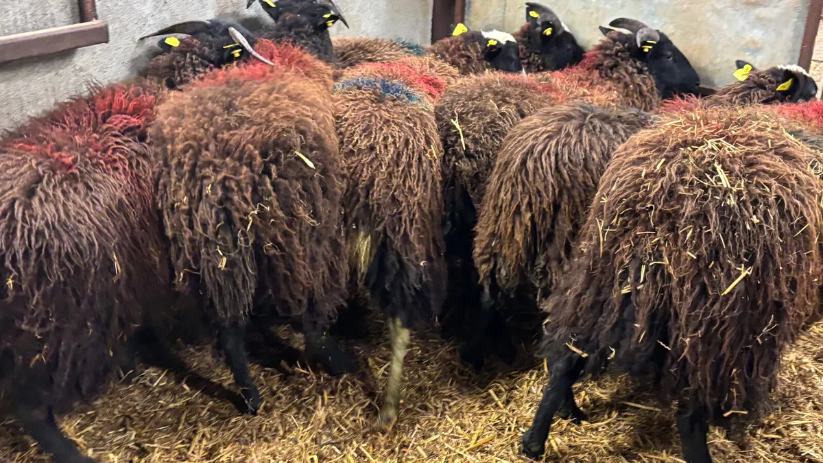 7 Zwarble Ewe Lambs - Image 2