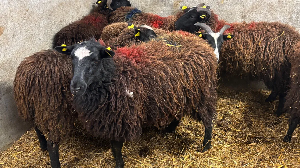 7 Zwarble Ewe Lambs - Image 3