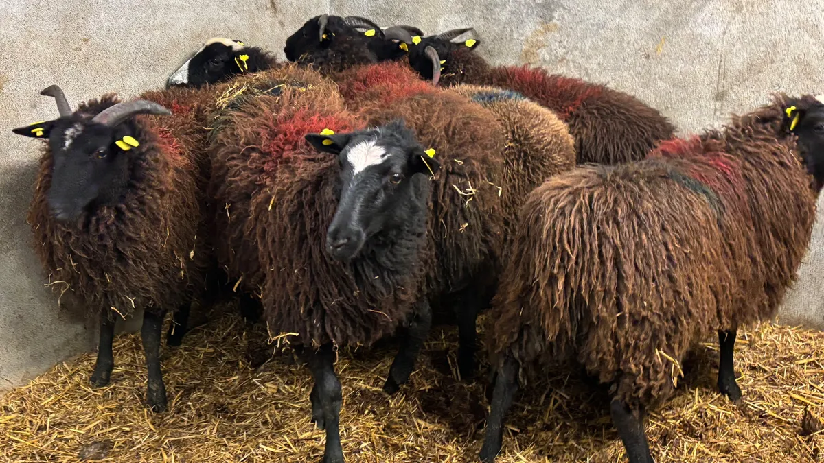 7 Zwarble Ewe Lambs - Image 1