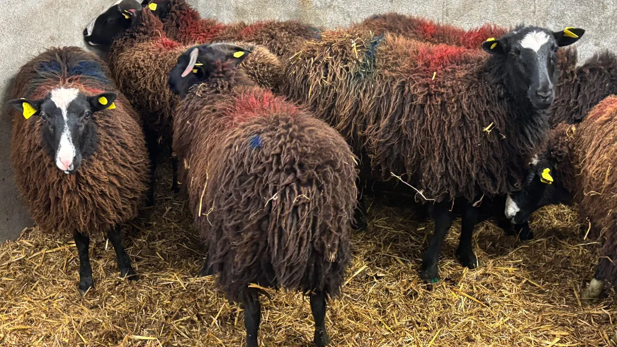 7 Zwarble Ewe Lambs - Image 4