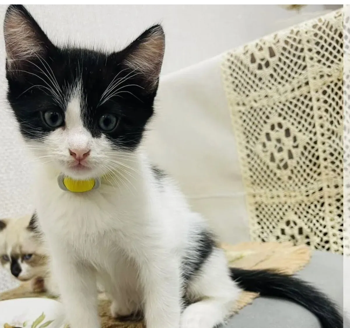 Friendly baby kitten