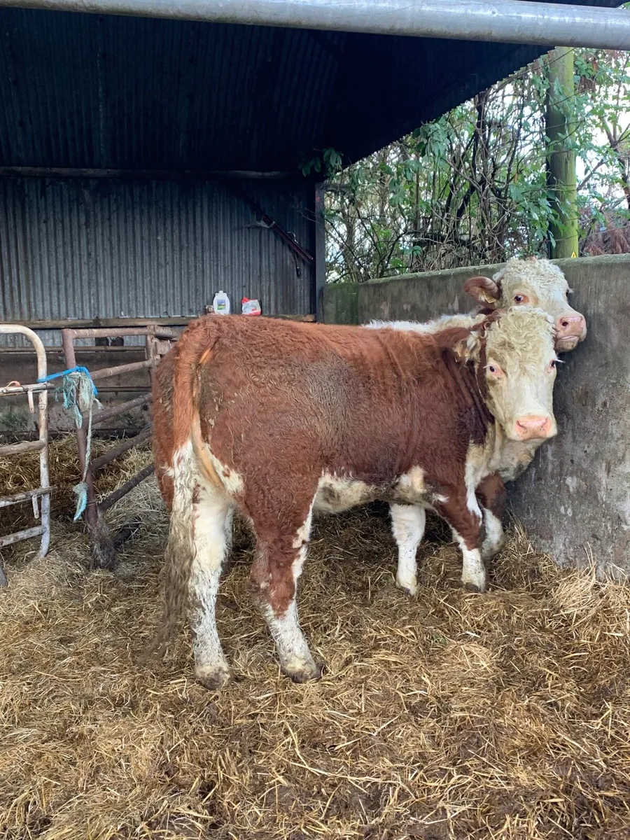 2 Super Simmental Breeding  Heifers for sale - Image 2