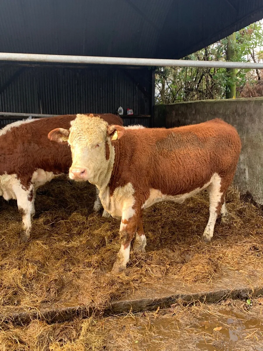 2 Super Simmental Breeding  Heifers for sale - Image 3