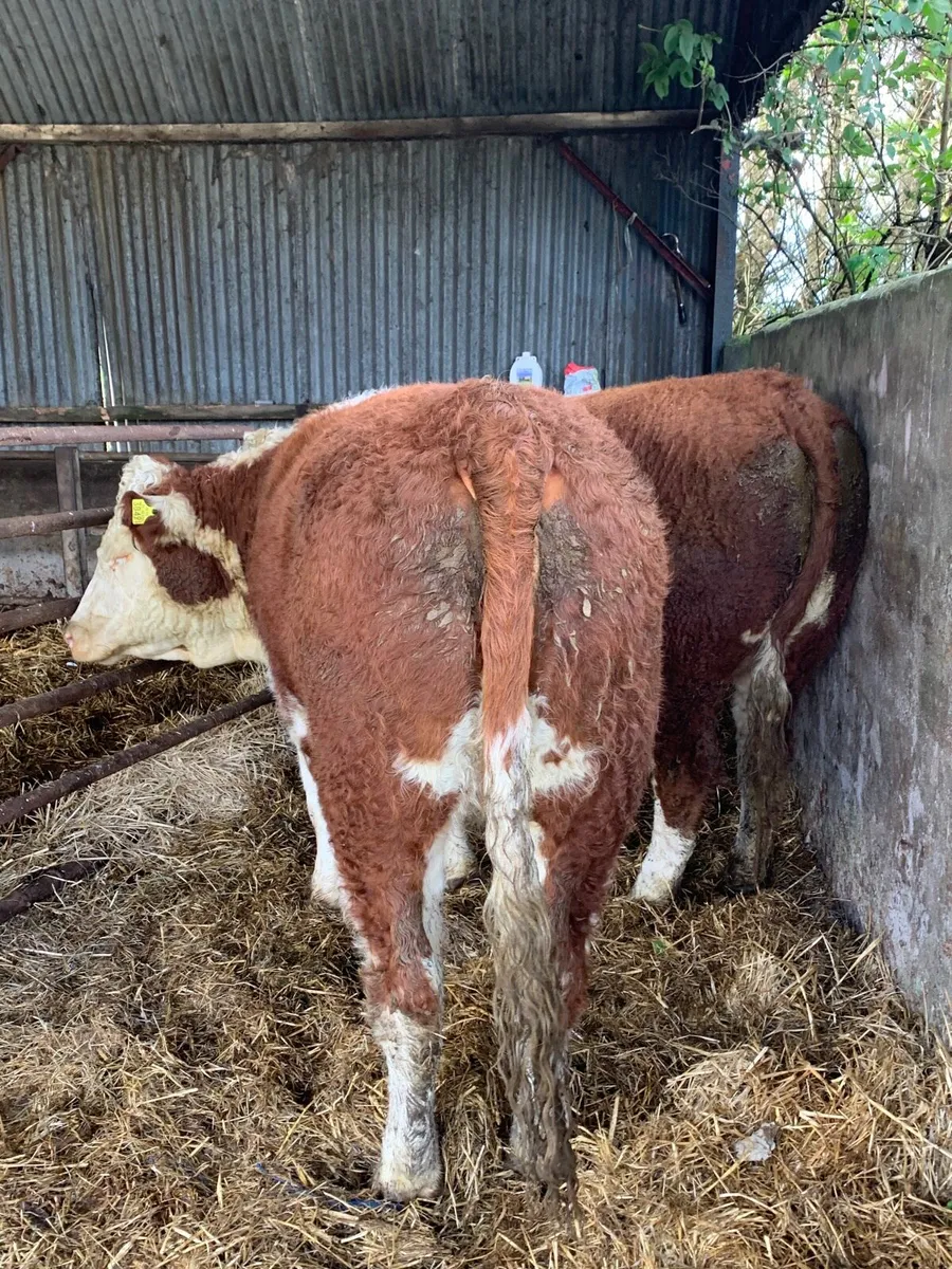 2 Super Simmental Breeding  Heifers for sale - Image 4