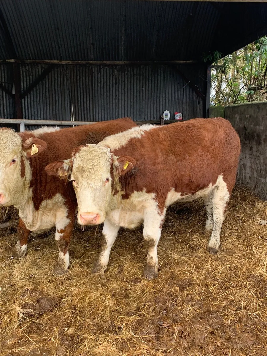 2 Super Simmental Breeding  Heifers for sale - Image 1