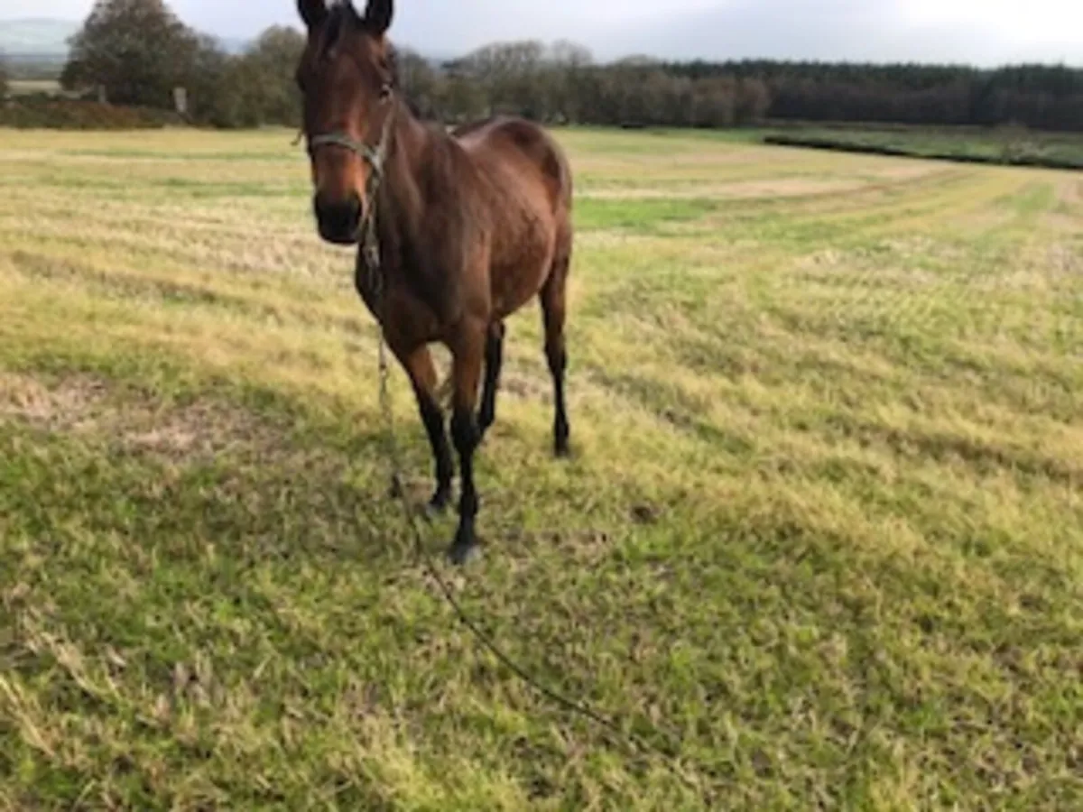 4yr old TB Filly - Image 2