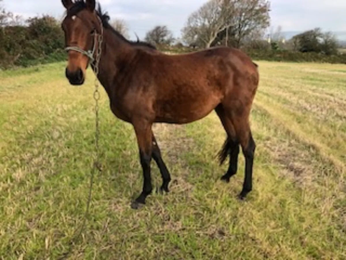 4yr old TB Filly - Image 1