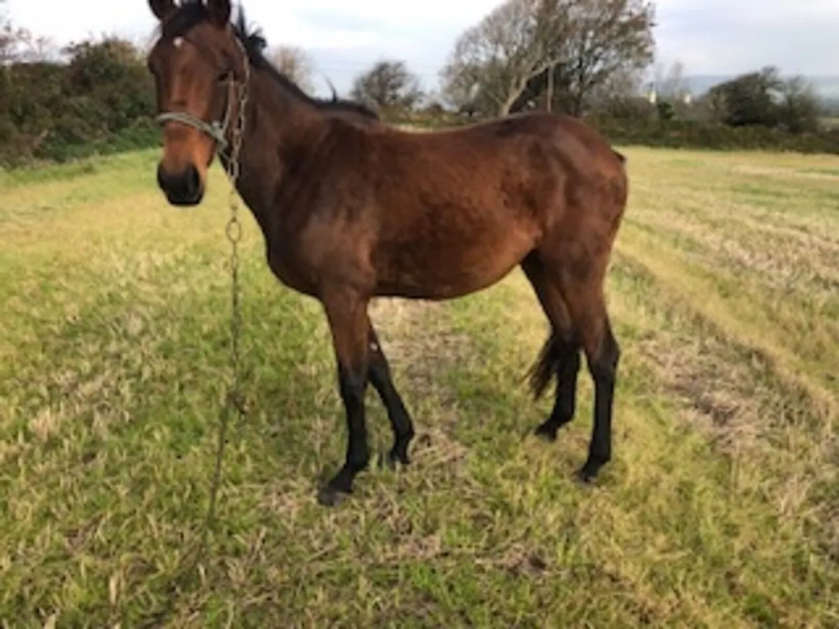 4yr old TB Filly - Image 3