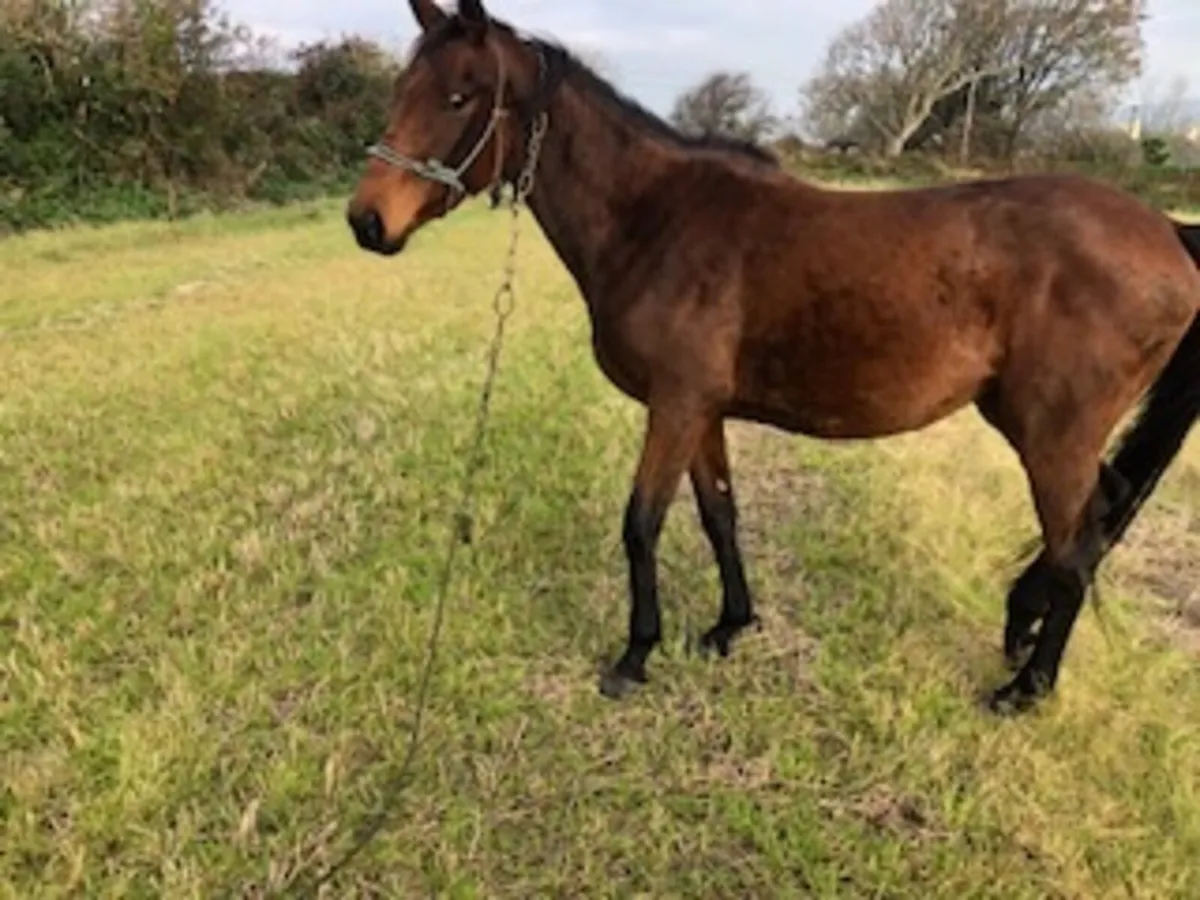 4yr old TB Filly - Image 4